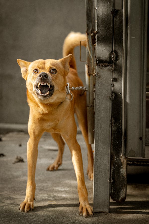Dog Training