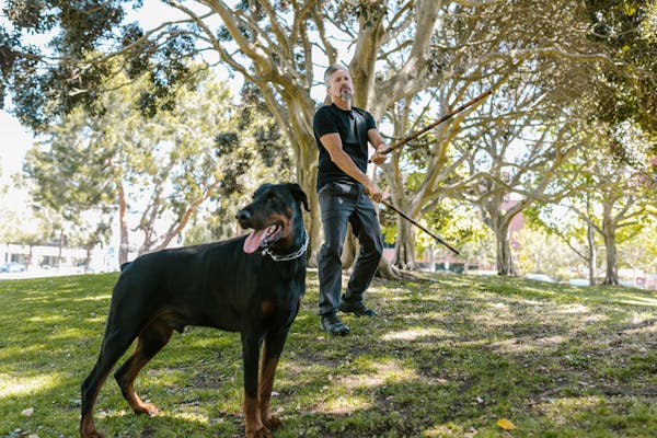 Dog Training