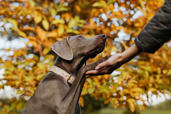 Dog Training