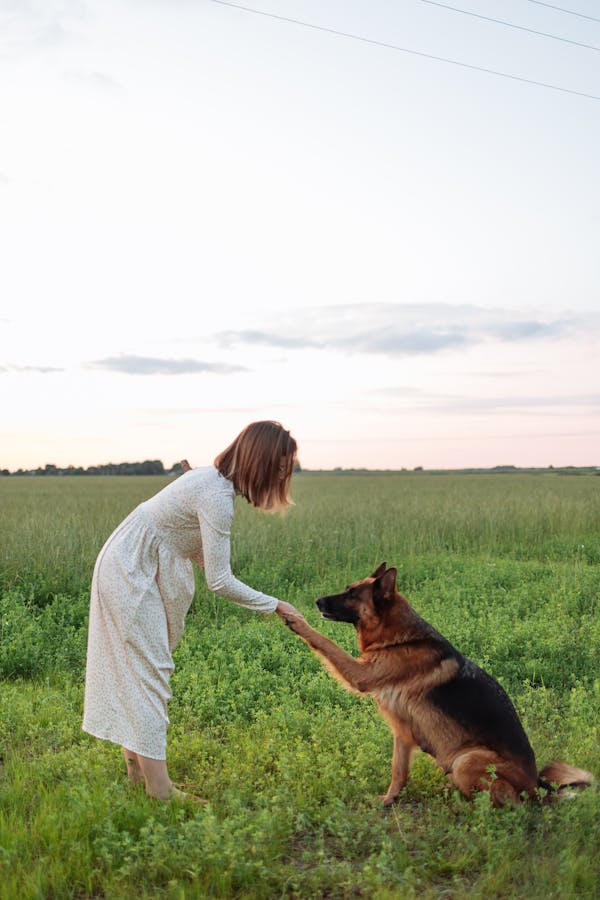 Dog Training
