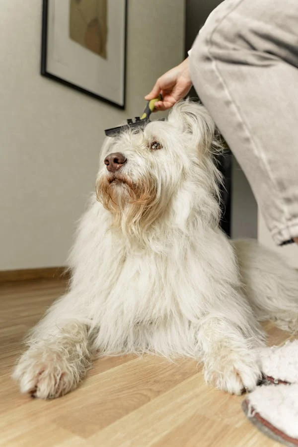 Dog Training
