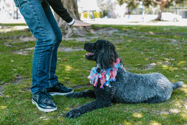 Dog Training