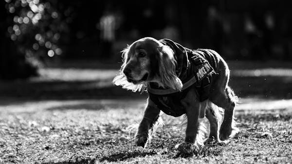 Dog Training